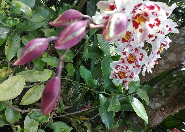 Refugio De Orquideas