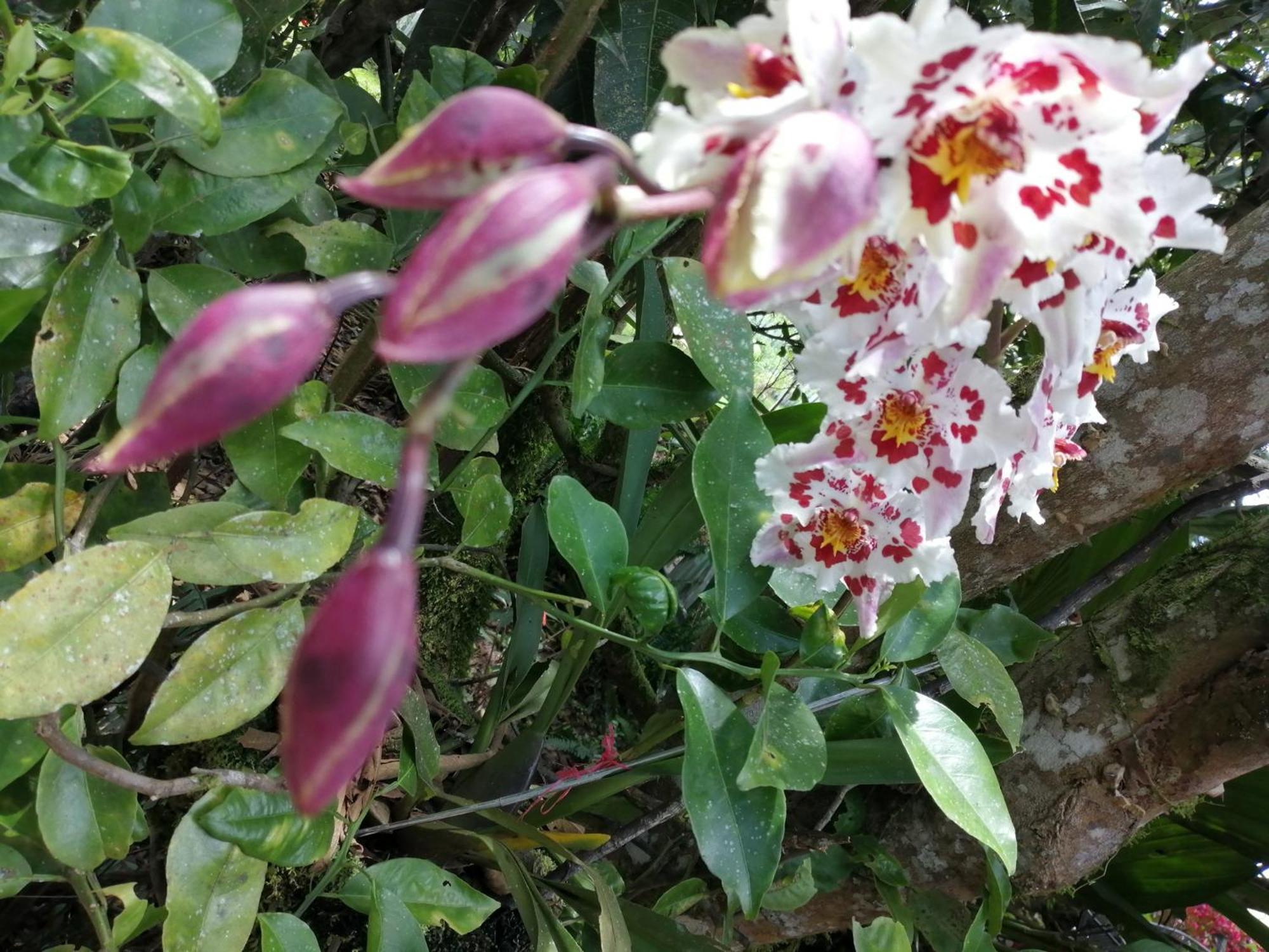 Refugio De Orquideas Lodge