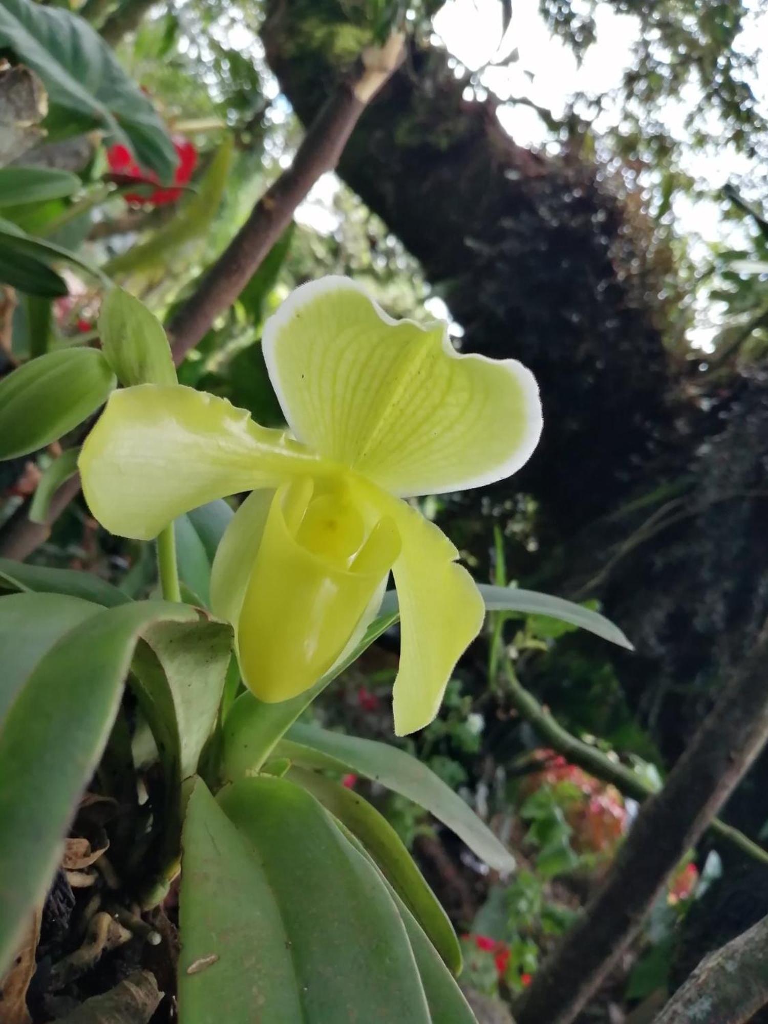 Refugio De Orquideas *