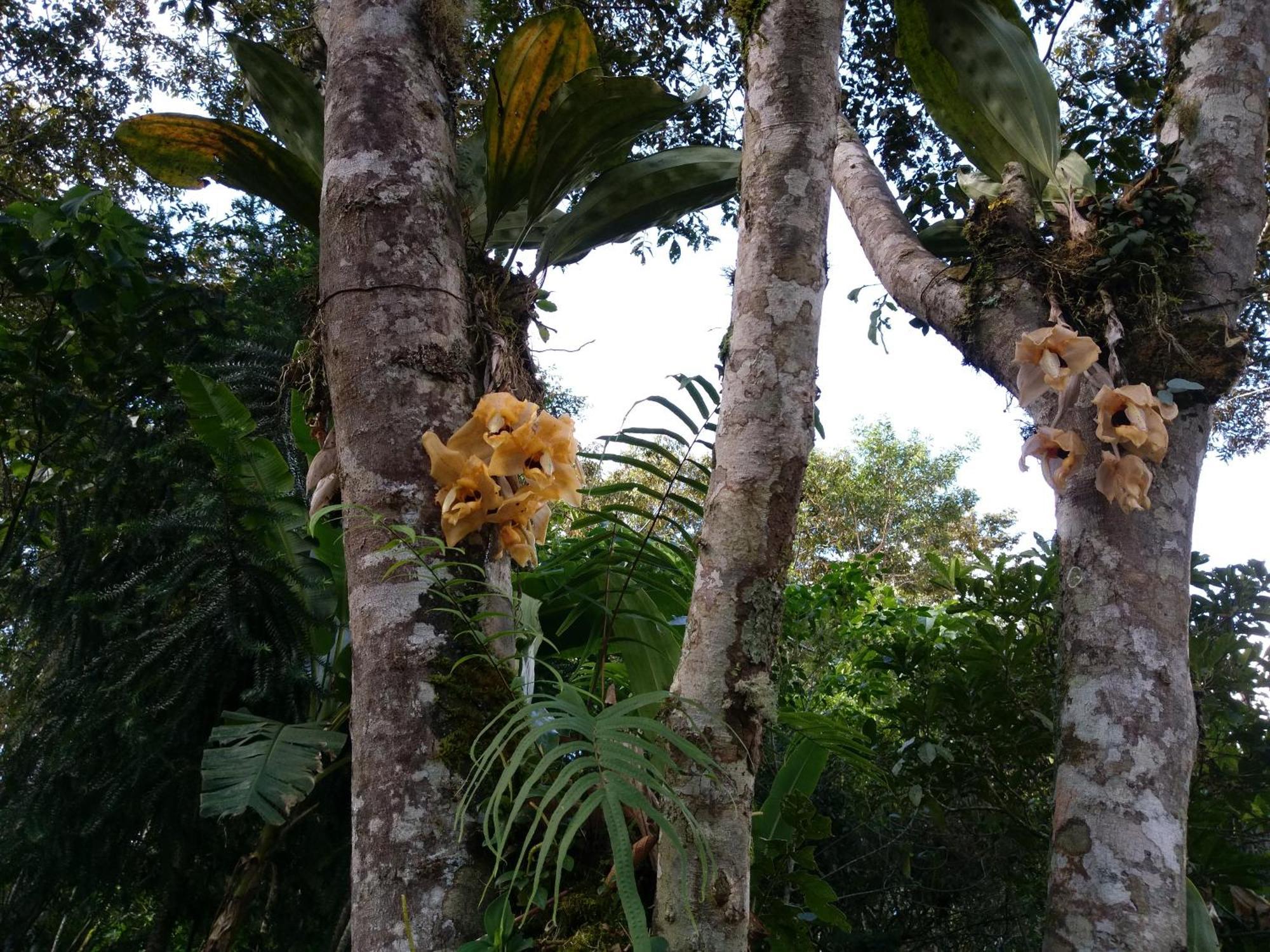 Refugio De Orquideas Oxapampa