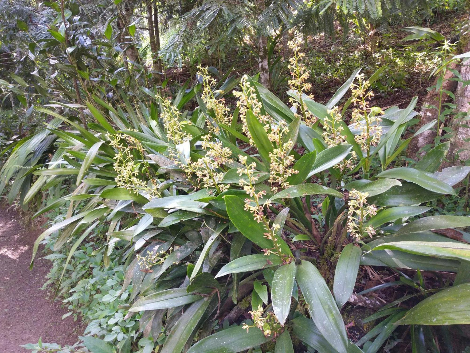 Lodge Refugio De Orquideas Oxapampa