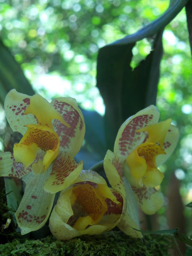 Refugio De Orquideas Lodge Oxapampa