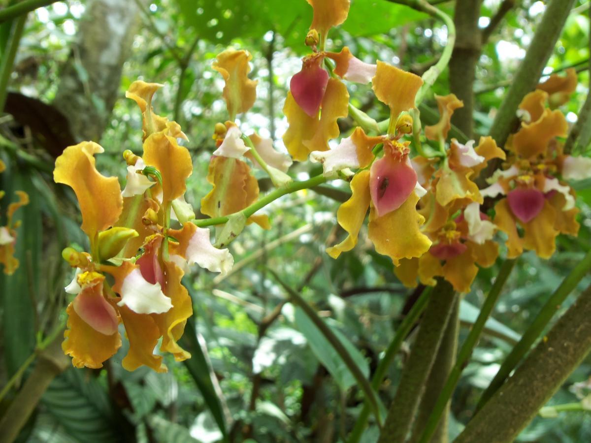 Refugio De Orquideas Lodge *