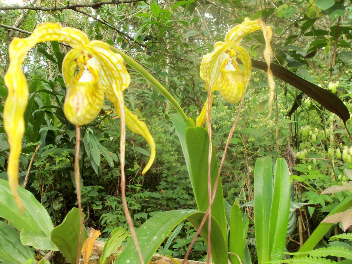Refugio De Orquideas Lodge Oxapampa