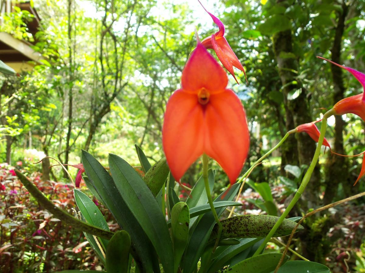 Refugio De Orquideas Lodge