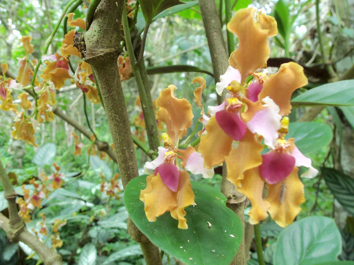 Lodge Refugio De Orquideas