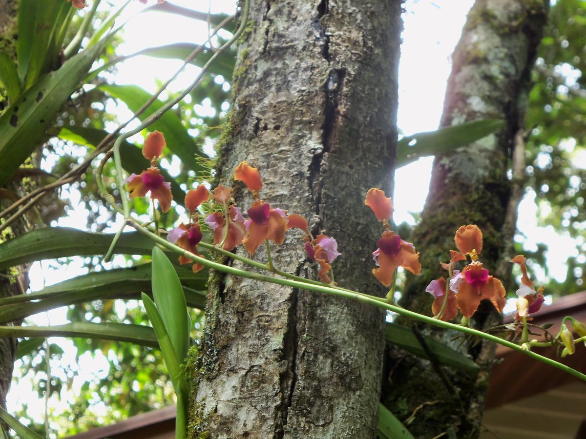 Refugio De Orquideas Lodge Oxapampa