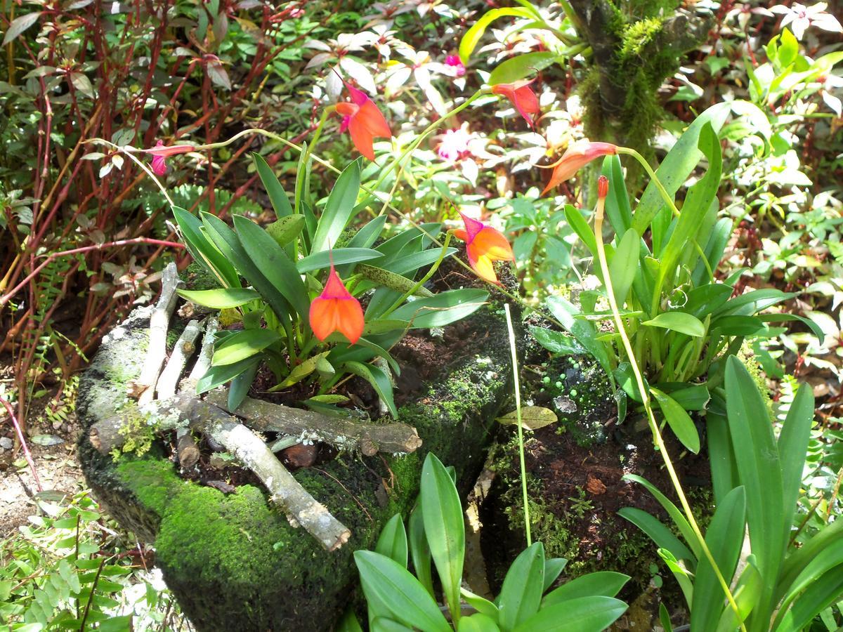 Refugio De Orquideas Lodge Oxapampa
