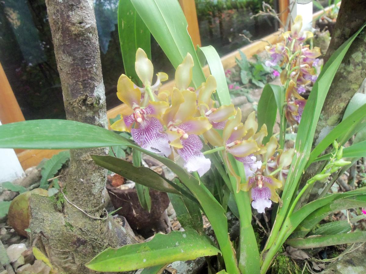 Refugio De Orquideas Lodge *
