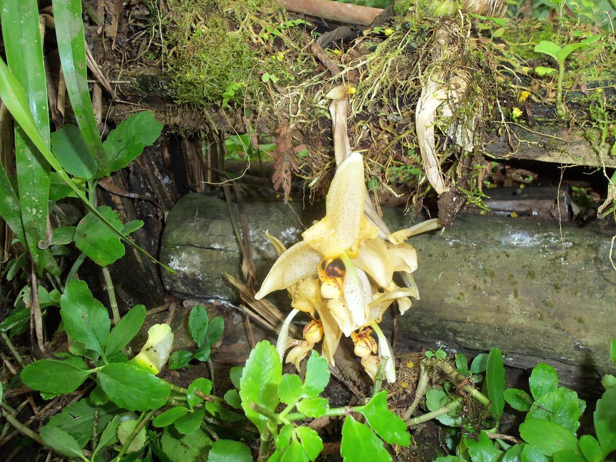 Refugio De Orquideas * Oxapampa